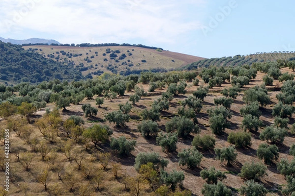 Fototapeta View of hilly landscape with a field of olive trees next other fruit trees, each in rows, separated diagonally, in Spain