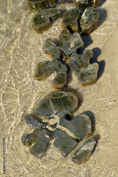 Fototapeta Close-up of clear water covering the top of three wooden timber piles which are dig in the sand of the beach
