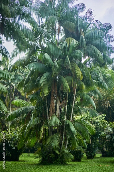 Fototapeta tropical forest with trees