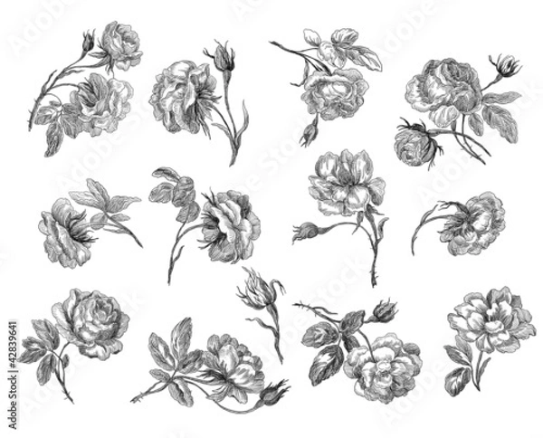 Obraz Old roses illustration