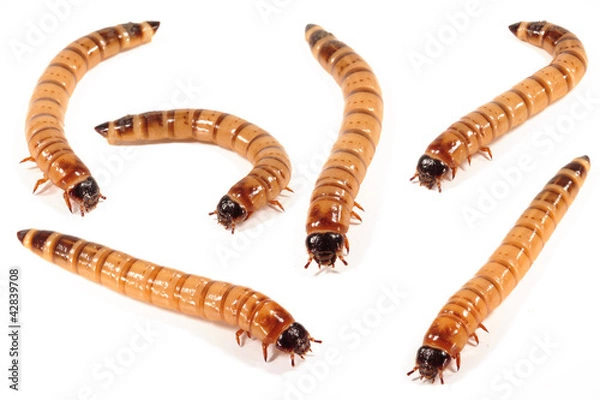 Obraz Mączniki, zofoby