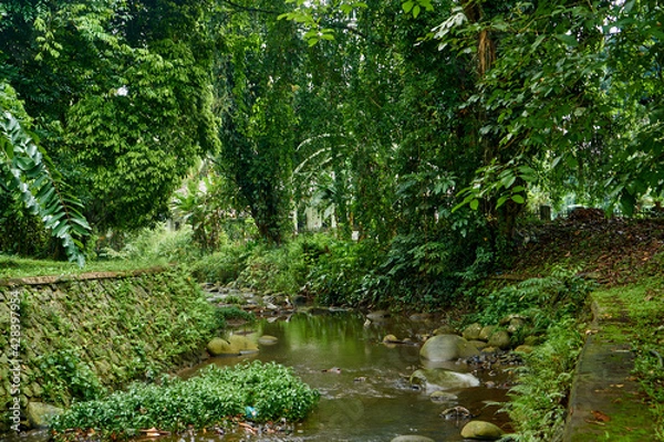Fototapeta river in the forest