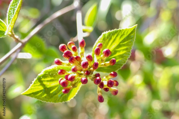 Fototapeta red buds on a tree