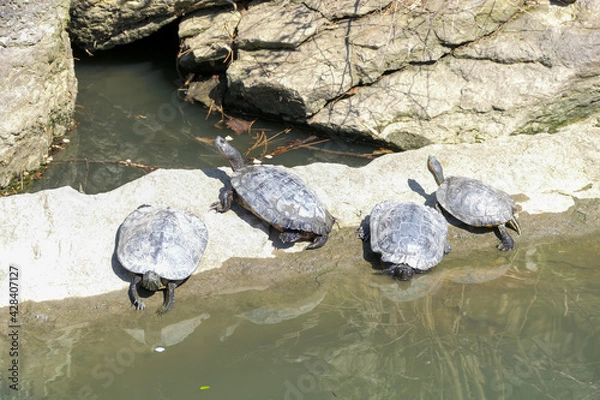Obraz four turtles on a rock