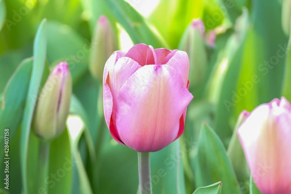 Fototapeta Pink tulip in a field of tulips