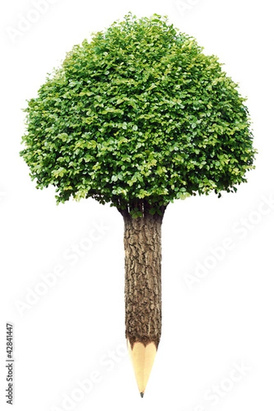 Obraz Wooden pencil with Tree on white background
