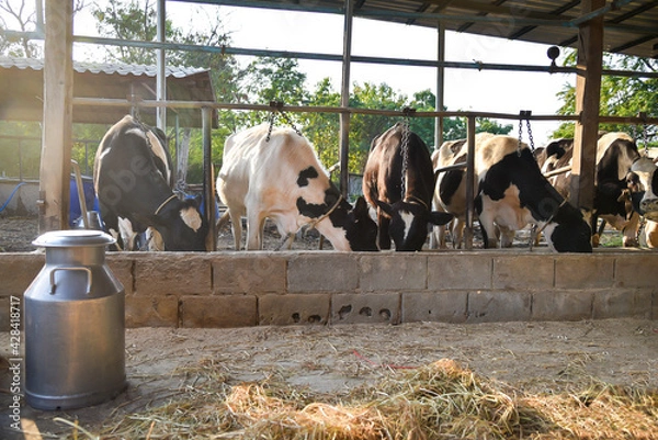 Fototapeta Cow discovers the meaning of being on a cow farm, animal husbandry in farm, row of cows being milked with milking machine, Cattle grazing in a field.