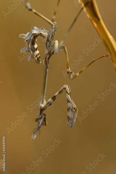 Obraz mantıs macro shot ın the nature