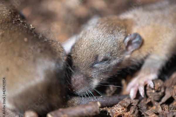 Fototapeta Maus Frischlinge Jungmaus 