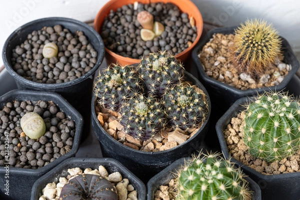 Fototapeta Small cactus plants in black plastic pot and succulent plants in another pot.