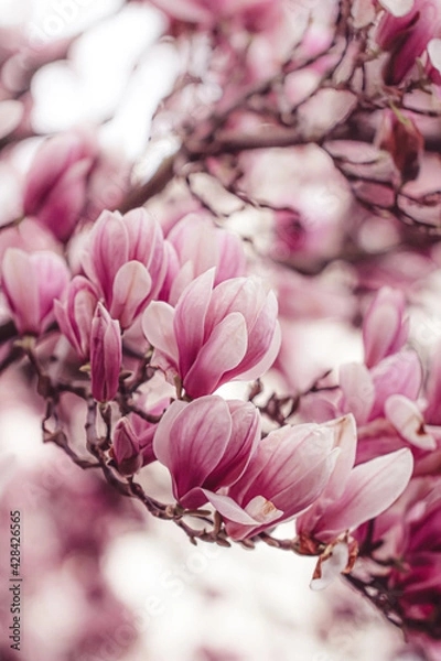 Fototapeta Magnolien