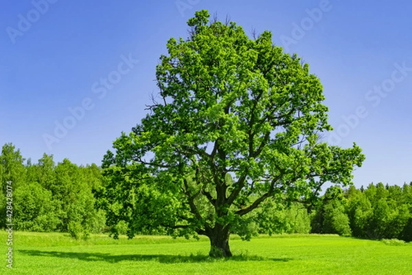 Fototapeta Large tree growing on a meadow. Field on which grows one beautiful tall oak tree, a spring landscape in sunny warm weather. Tree, field, meadow and forest - blue sky