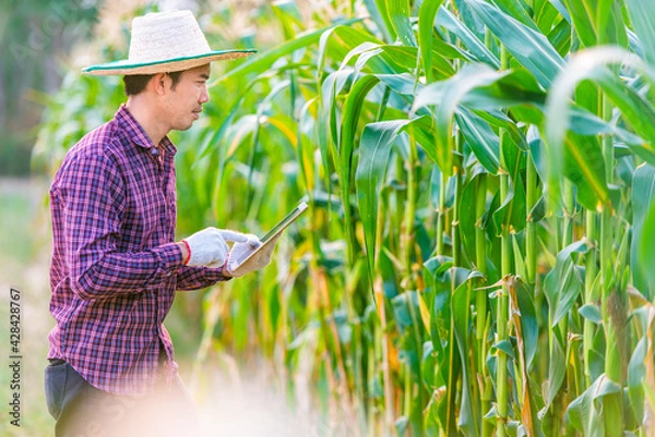Obraz Man Asian farmer wearing red plaid shirt with hat and gloves.Take a tablet to use modern farming technology in corn garden at thailand concept of using electronic equipment for modern agriculture