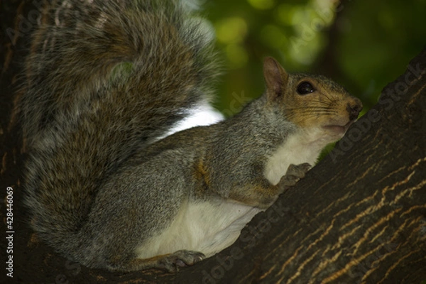 Obraz Young Squirrel Caught On A Tree.