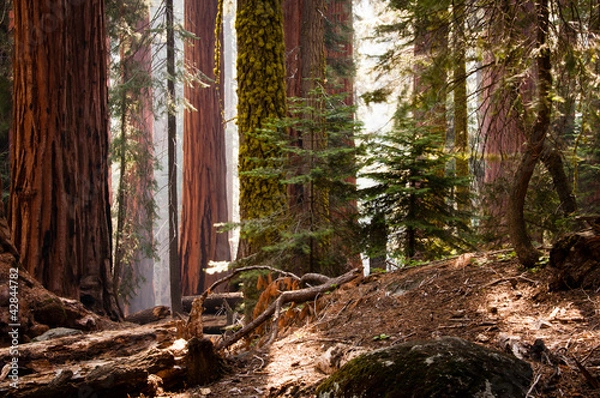 Obraz Sequoia National Park