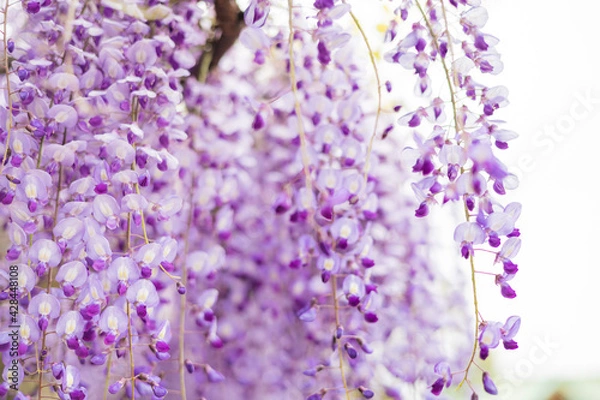 Obraz 藤の花　春　季節