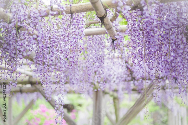Obraz 藤の花　春　季節