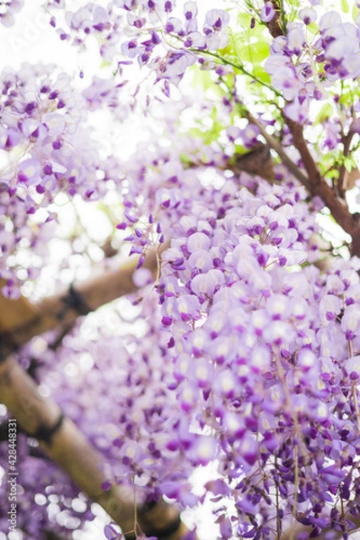 Fototapeta 藤の花　春　季節