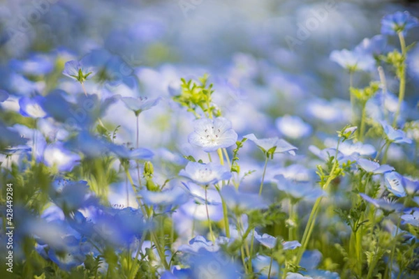 Obraz 《花》ネモフィラ　青色　クローズアップ