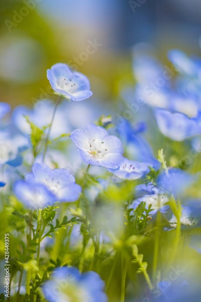 Obraz 《花》ネモフィラ　青色　クローズアップ