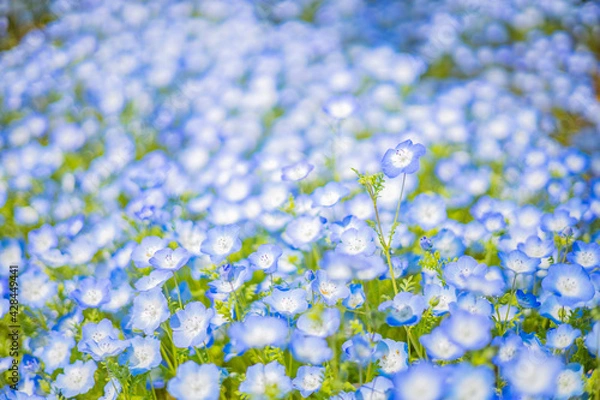 Obraz 《花》ネモフィラ　青色　クローズアップ
