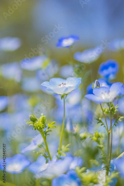 Obraz 《花》ネモフィラ　青色　クローズアップ