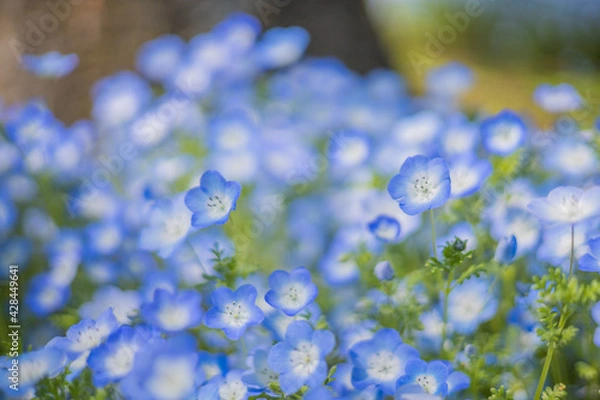 Obraz 《花》ネモフィラ　青色　クローズアップ
