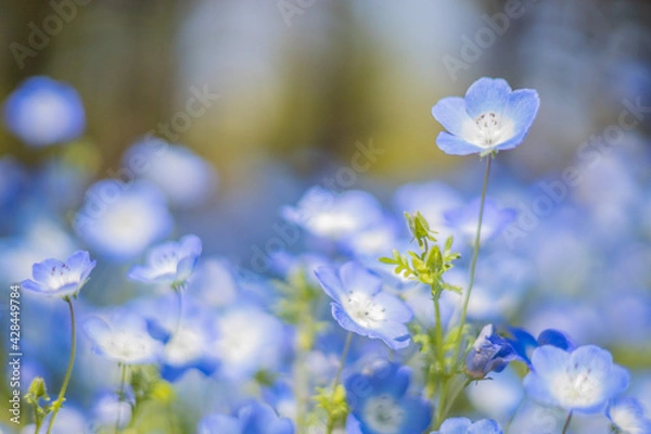 Obraz 《花》ネモフィラ　青色　クローズアップ