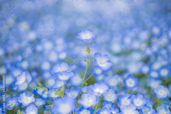Obraz 《花》ネモフィラ　青色　クローズアップ