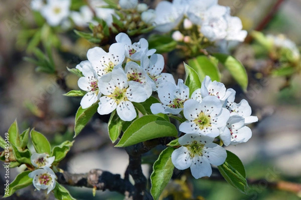 Obraz Blooming Pear Tree in Springtime Close Up