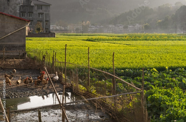 Obraz A farm in the field