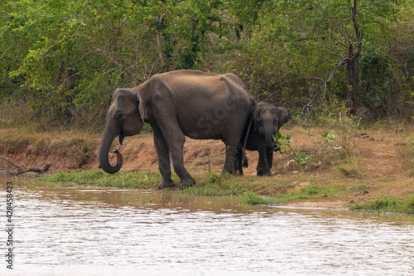 Fototapeta wilde Elefanten auf Sri Lanka