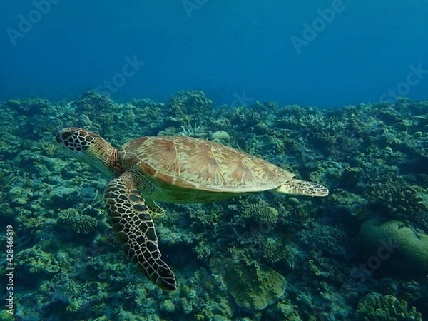 Fototapeta 沖縄のアオウミガメ
Okinawan green turtle