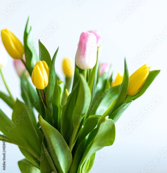 Obraz Details of pink and yellow tulips inside a green vase on a wooden table inside my house. White background.