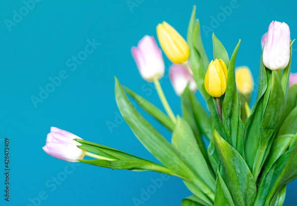 Obraz Horizontal photo of pink and yellow tulips inside my house. Oil blue background and selective focus.