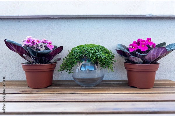 Obraz Three plants outside on a wooden table. The two plants on the sides are African violets and the plant in the middle is angel's tears. 