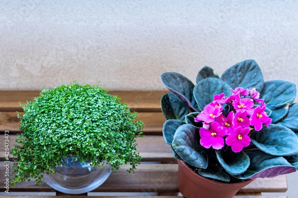 Obraz Zenithal photo of two plants outdoors on a wooden table. The two plants on the sides are African violets and the plant in the middle is angel's tears. That is the name of these plants.