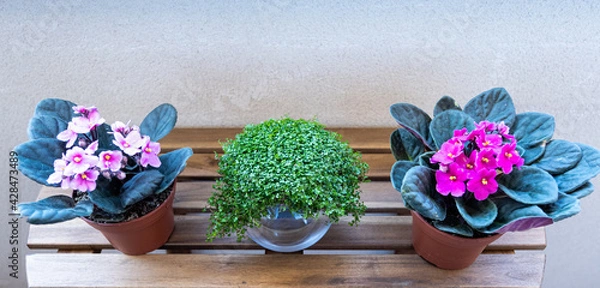 Obraz Three plants outside on a wooden table. The two plants on the sides are African violets and the plant in the middle is angel's tears. That is the name of these plants. White background.