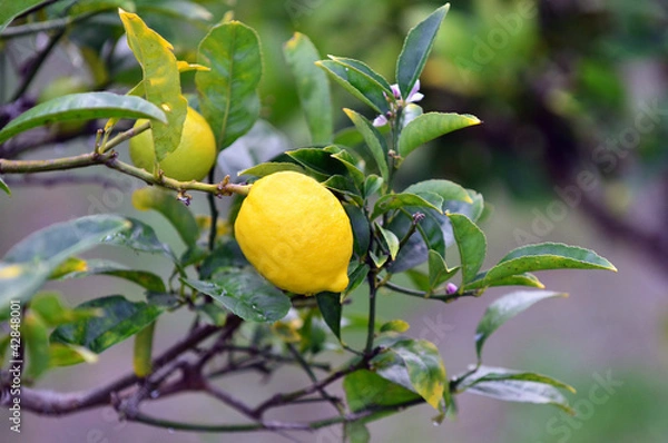 Obraz lemon tree.