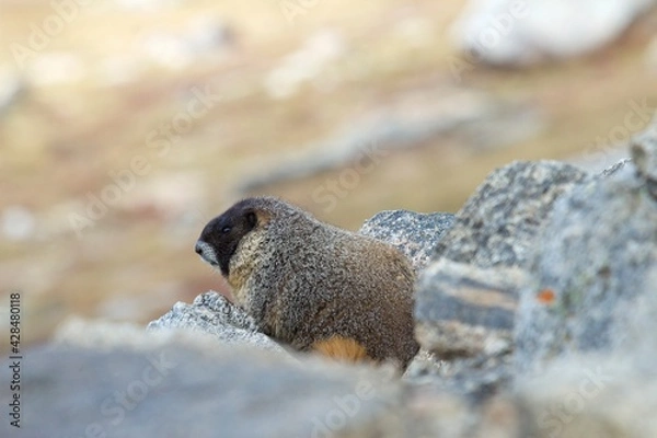 Fototapeta furry marmot in shallow depth of field