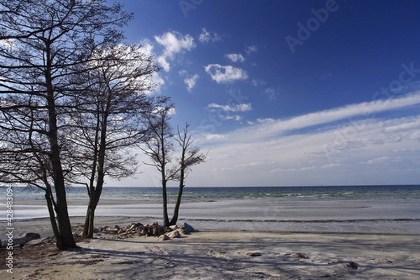 Obraz Trees on seashore