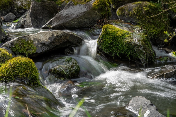 Fototapeta stream in the forest