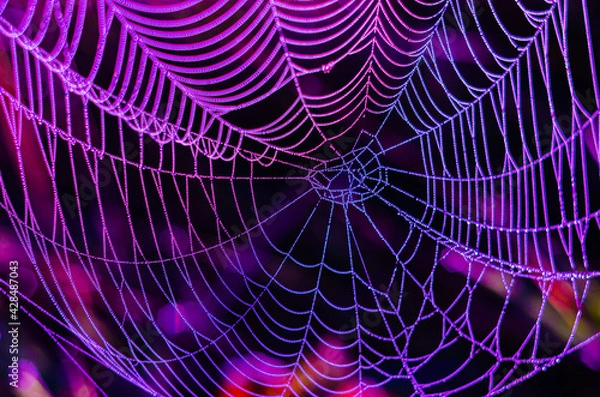 Obraz Spider web with dew drops in the morning in late summer, alienated colours, full frame