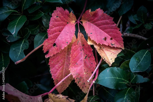 Obraz Autumn leaves background