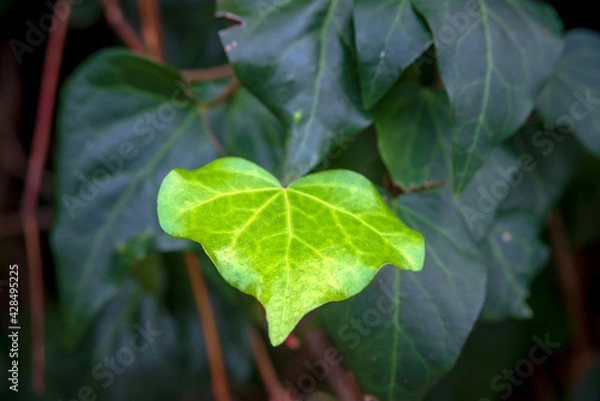 Obraz Green leaves background