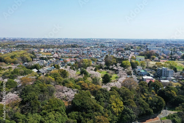 Fototapeta 春の里見公園