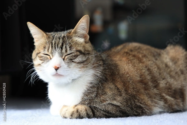 Fototapeta 三毛鋸