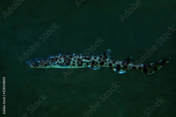 Obraz The nursehound, large-spotted dogfish, greater spotted dogfish or bull huss (Scyliorhinus stellaris).