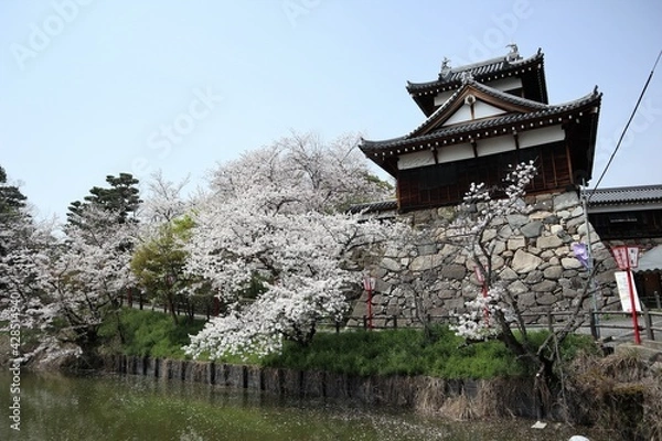 Fototapeta 奈良県　大和郡山城