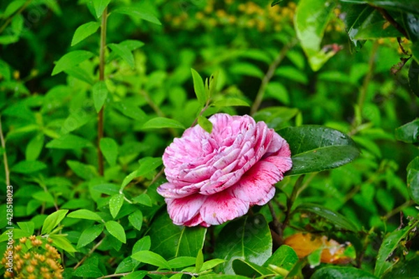 Obraz 雨の班入り椿の花